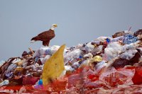 вот он,символ америки))