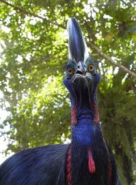 а вот эта птичка меня впечатлила, когда рядом с ней стоял...