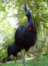 а вот эта птичка меня впечатлила, когда рядом с ней стоял...