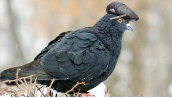 За кулисами турфирм