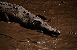широкие - аллигаторы, узкие морды - крокодилы (как основное правило). Но от вида к виду варьируется. тут действительно большая часть - аллигаторы. 

Вот крокодилы - фотки сделаны в коста рике.