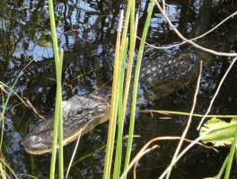 алигатор - флорида.