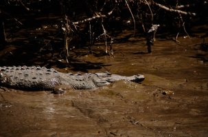 широкие - аллигаторы, узкие морды - крокодилы (как основное правило). Но от вида к виду варьируется. тут действительно большая часть - аллигаторы. 

Вот крокодилы - фотки сделаны в коста рике.