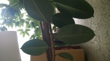 А это моя охотница в кусочке домашних джунглей ))) На меня охотится )) Все руки-ноги исцарапала нападая из засад )))