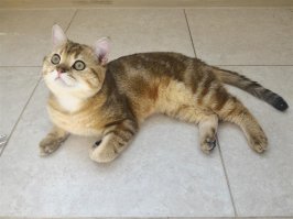 мой шотландец