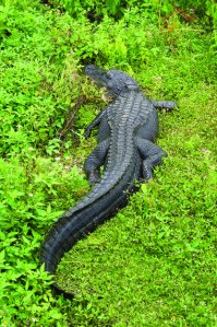 Ниже споры

Для справки:

ОТРЯД КРОКОДИЛЫ
делятся на семейства:

СЕМЕЙСТВО КРОКОДИЛОВЫЕ
СЕМЕЙСТВО АЛЛИГАТОРОВЫЕ (Alligatoridae)
• РОД АЛЛИГАТОРЫ (лат. Alligator)
От других представителей отряда крокодилов отличаются более широкой мордой, а их глаза расположены более дорсально (в верхней части туловища).

ВИД: Миссисипский аллигатор (Alligator mississippiensis).
Средняя длина взрослых самок не превышает 3 м, длина самцов в среднем колеблется от 4 до 4,5 м. (первая картинка)

ВИД: Китайский аллигатор (Alligator sinensis).
(Вторая картинка).
Существует род КАЙМАНОВ и СЕМЕЙСТВО ГАВИАЛЫ со своими особенностями.

Но все они КРОКОДИЛЫ

Никак не соберусь сделать пост по классификации крокодилов. Материалы готовы, только думал кроме меня это никому не интересно…