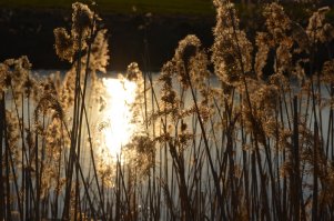 Не читал, фотка привлекла) 
 Привёз их сегодня 300 штук из суздаля. Делюсь закатом.