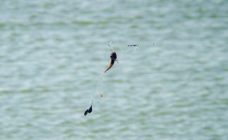 Вот это рыбалка?