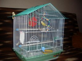После того как попугая не стало, в клетке иногда живёт кот, за плохое поведение))) ну не выбрасывать же.