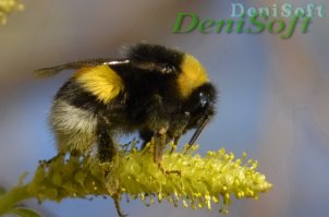 Вполне себе) Тоже как-то на насекомых ходил.

Тут  ещё.