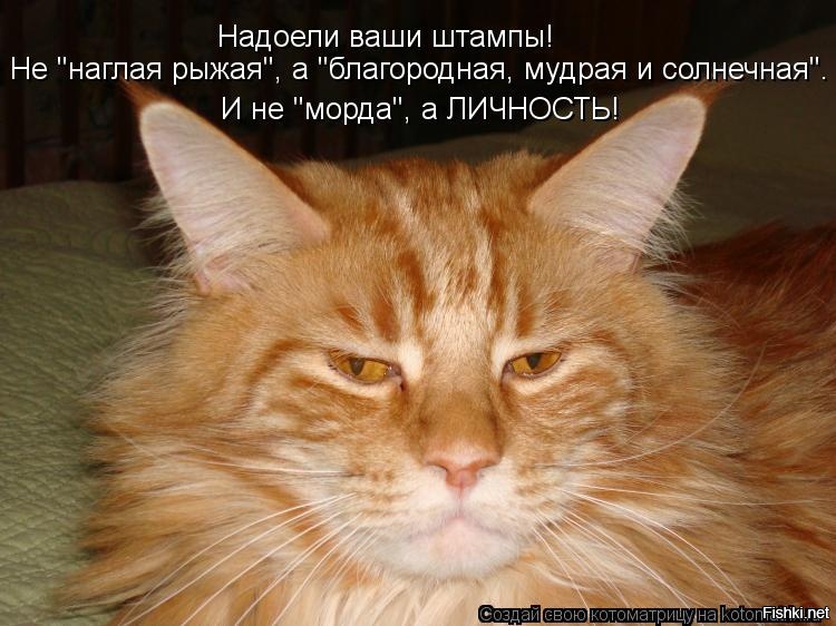 Смешные рыжие коты картинки с надписями