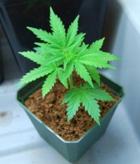 Вот настоящий порошок