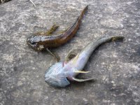 ))) Развод.  

Эти звери заполонили западную Сибирь, поедают икру карася и мальков во всех абсолютно водоёмах. Народное название ротан. Говорят их икру принесли в наши края чайки. Но я считаю, что объяснять это засилье ротанов чайками, это как дождь объяснять каплями с их лап. Сейчас, там где у меня, на тот момент 6 летний сын ловил (под моим наблюдением) десяток хороших карасей, сейчас я там и пяти таких за день не поймаю!
Ни чем кроме биологической агрессии я это засилье монстров объяснить не могу. Кто их ел, говорят вкусные, но от внешнего вида просто воротит, кошки и те многие их не едят!
У вас там их мало? Забирайте.