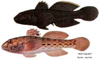 Отличить можно, только я никогда этим не заморачивался!