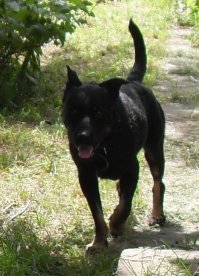 Мой как домой принесла не хотел гулять идти первое время))) думал прогоню) Сейчас кабаняка вырос и даж на рынок со мной)) пока закупаюсь в машине ждет. Не возьмешь- истерика.