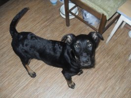 Мой как домой принесла не хотел гулять идти первое время))) думал прогоню) Сейчас кабаняка вырос и даж на рынок со мной)) пока закупаюсь в машине ждет. Не возьмешь- истерика.