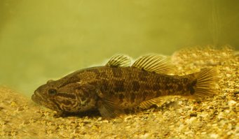 Я сначала подумал, что это - ротан!