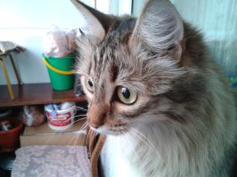 Эх, красотища! А ведь в старину ничего не выбрасывалось, да и сейчас, например, у северных народов. А кошка, сцуко, поразительно на мою Муську похожа!)))