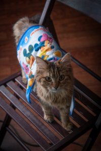 Эх, красотища! А ведь в старину ничего не выбрасывалось, да и сейчас, например, у северных народов. А кошка, сцуко, поразительно на мою Муську похожа!)))