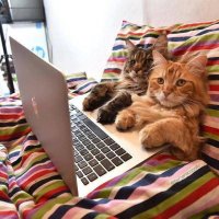 А вы заклеиваете свою веб-камеру?