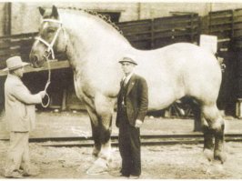 Когда обычных домашних животных становится уже мало