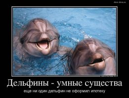 У дельфинов обнаружили зачатки языкового общения