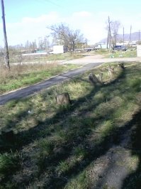 а у нас что то взялись вырубать деревья возле домов и сейчас возле домов  такая картина