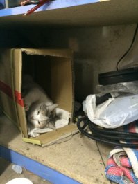К нам на работу (автосервис) тоже заблудшая кошка забралась и в шкафу в коробке окатилась.... итого 5 котят,пришлось за жрачкой бежать))))
