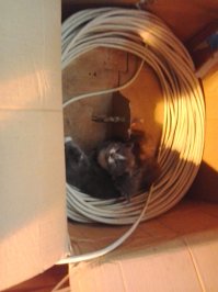 :) пошел на склад за кабелем, искал остатки FTP