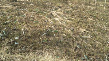 Мы тоже вот в Подмосковье на 1 мая обнаружили((