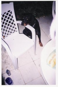 Эти собаки думают, что они не собаки! 