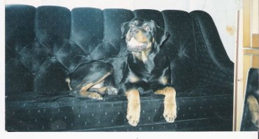 5 фактов о собаках, не обижайте их