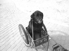 5 фактов о собаках, не обижайте их