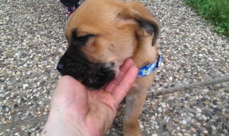 5 фактов о собаках, не обижайте их