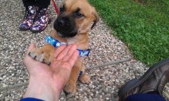 5 фактов о собаках, не обижайте их