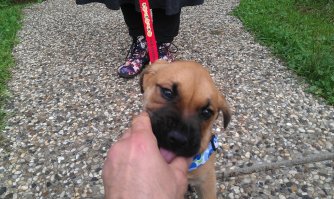 5 фактов о собаках, не обижайте их