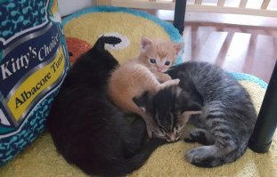 Далеко пойдет этот кото-коп,вон как уже умело негров ломает)))