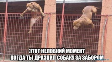 5 фактов о собаках, не обижайте их