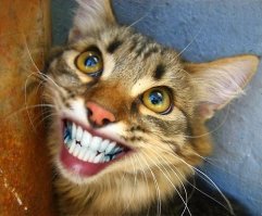 Я так понимаю с ветеринаров бонус - вставные зубы!?