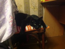 Ухх какие  И почему котэ так любят лежать? Вот мой в такой же позе ;)