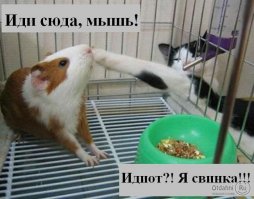 Минута смеха