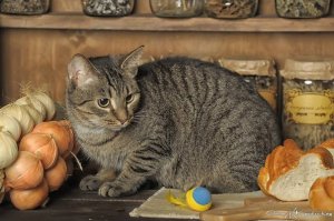 спустя столько лет... а привязанность к булкам осталась