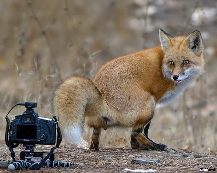 Иногда встречи с животными бывают очень неожиданными