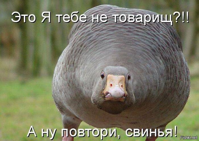 Смешные картинки с надписями
