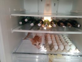 Мой холодильник.