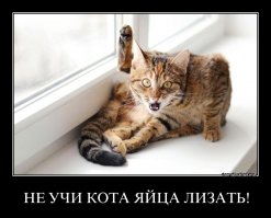 Залипательное видео