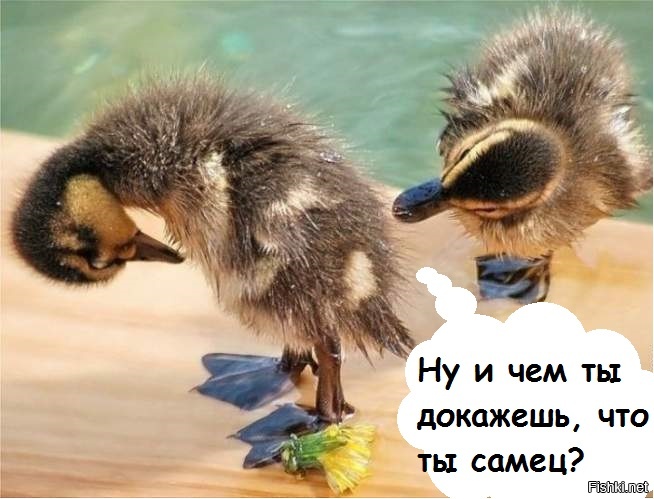 Смешные картинки с надписями