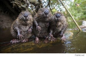 Покойся с миром, братишь!