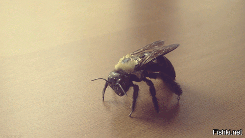 5 фактов о пчелах, которые изменят ваше представление о них