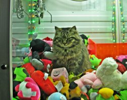 Сторож Василий. Хрен вытянешь.